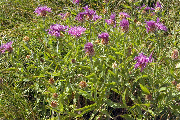 Image of Centaurea jacea subsp. julica (Hayek) Greuter