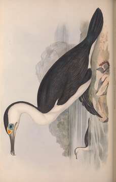Image of Phalacrocorax varius hypoleucos (Brandt & JF 1837)