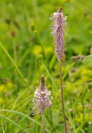 Image of Hoary Plantain