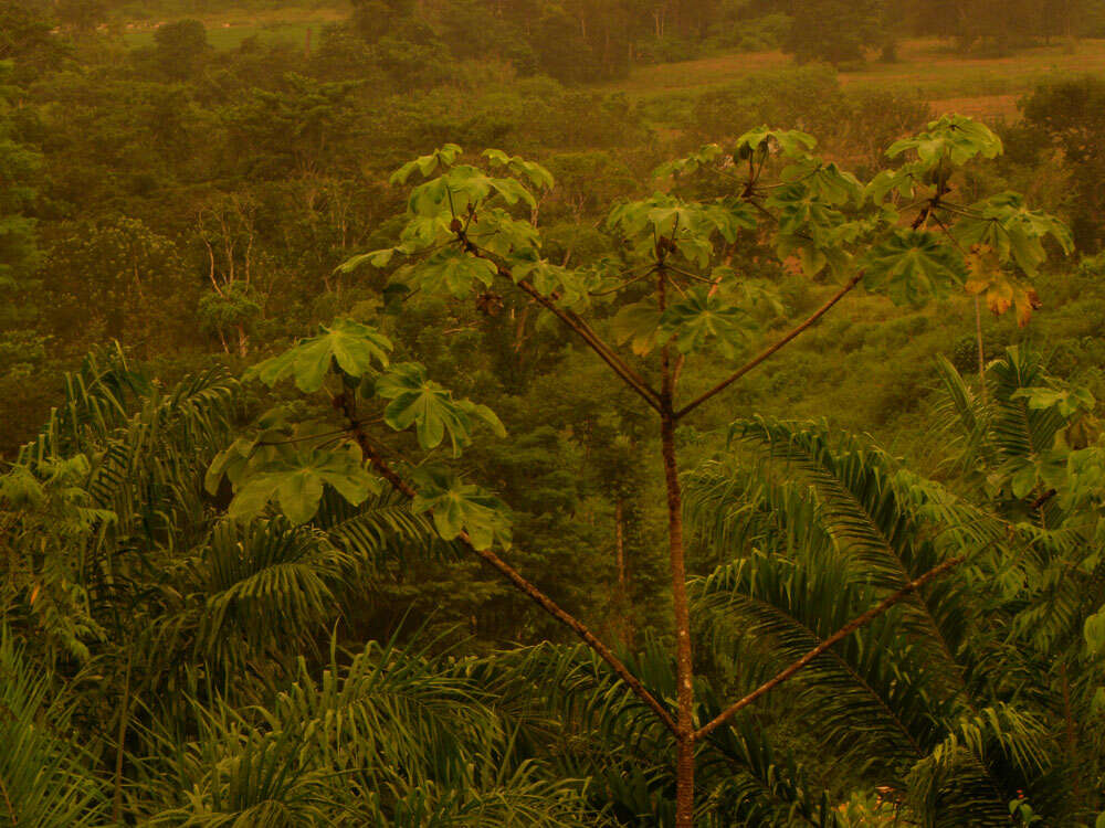 Image of Yagrumo Hembra, Trumpet-Tree