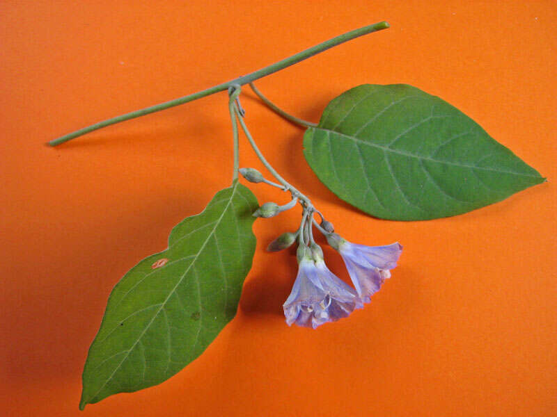 Image of clustervine