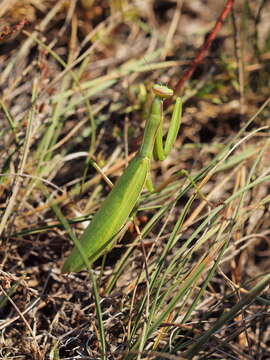 Image of Mantis