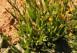 Imagem de Camelina microcarpa Andrz. ex DC.