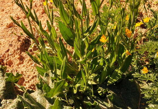 Image of false flax