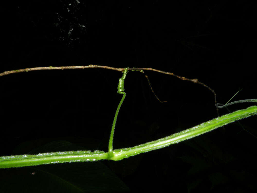 Image of grape ivy