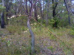 Imagem de Hakea sericea Schrad. & J. C. Wendl.