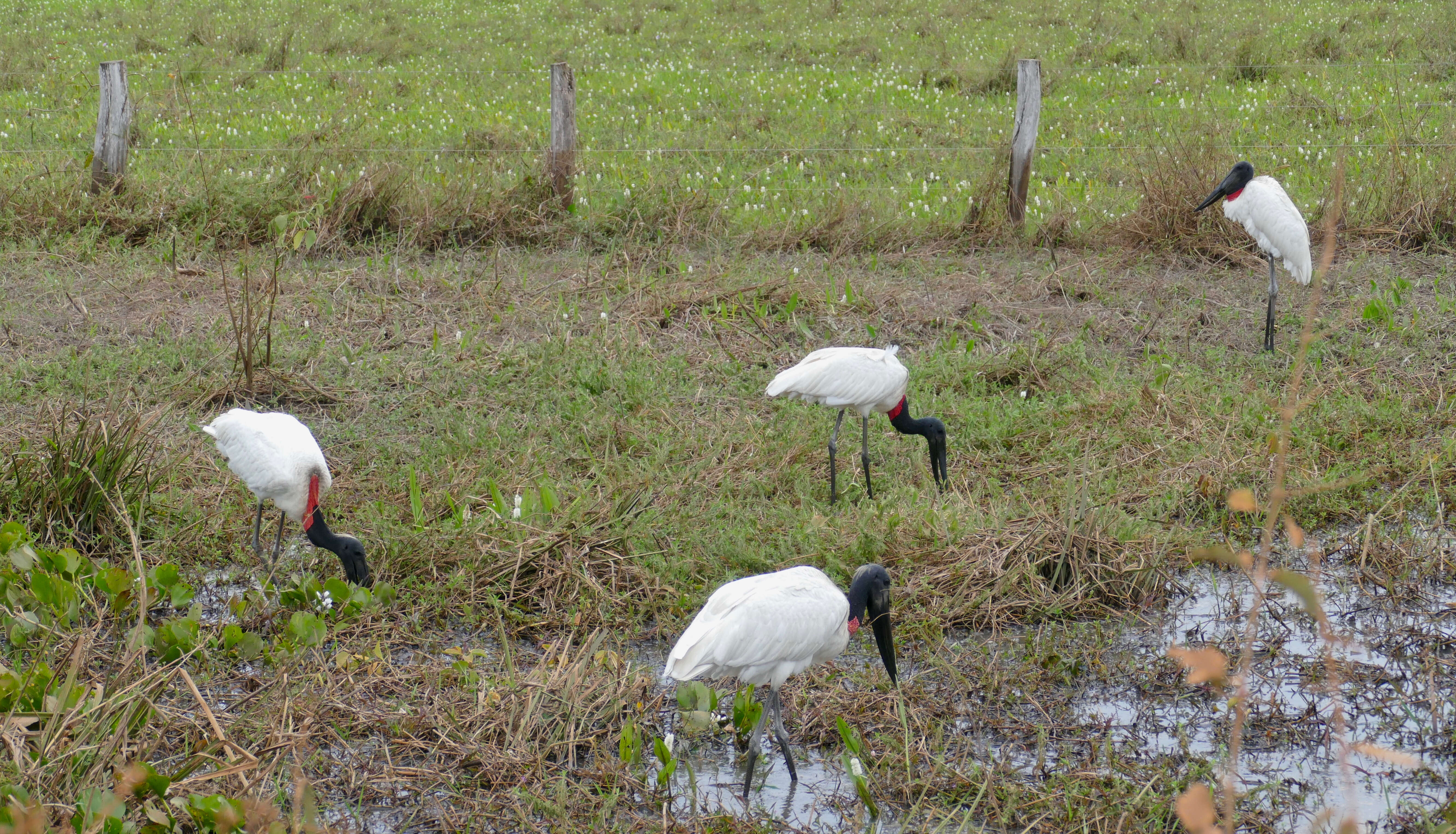 Image of Jabiru Hellmayr 1906