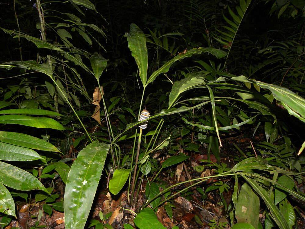 Image of Cyclanthus