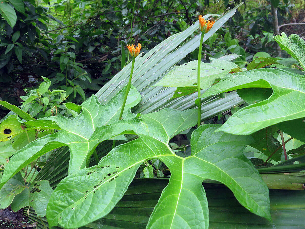 Image of Gurania lobata (L.) J. F. Pruski