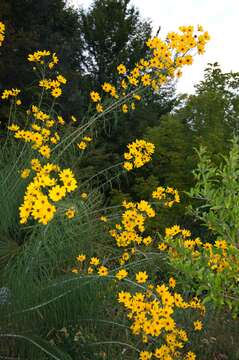 Image of willowleaf sunflower