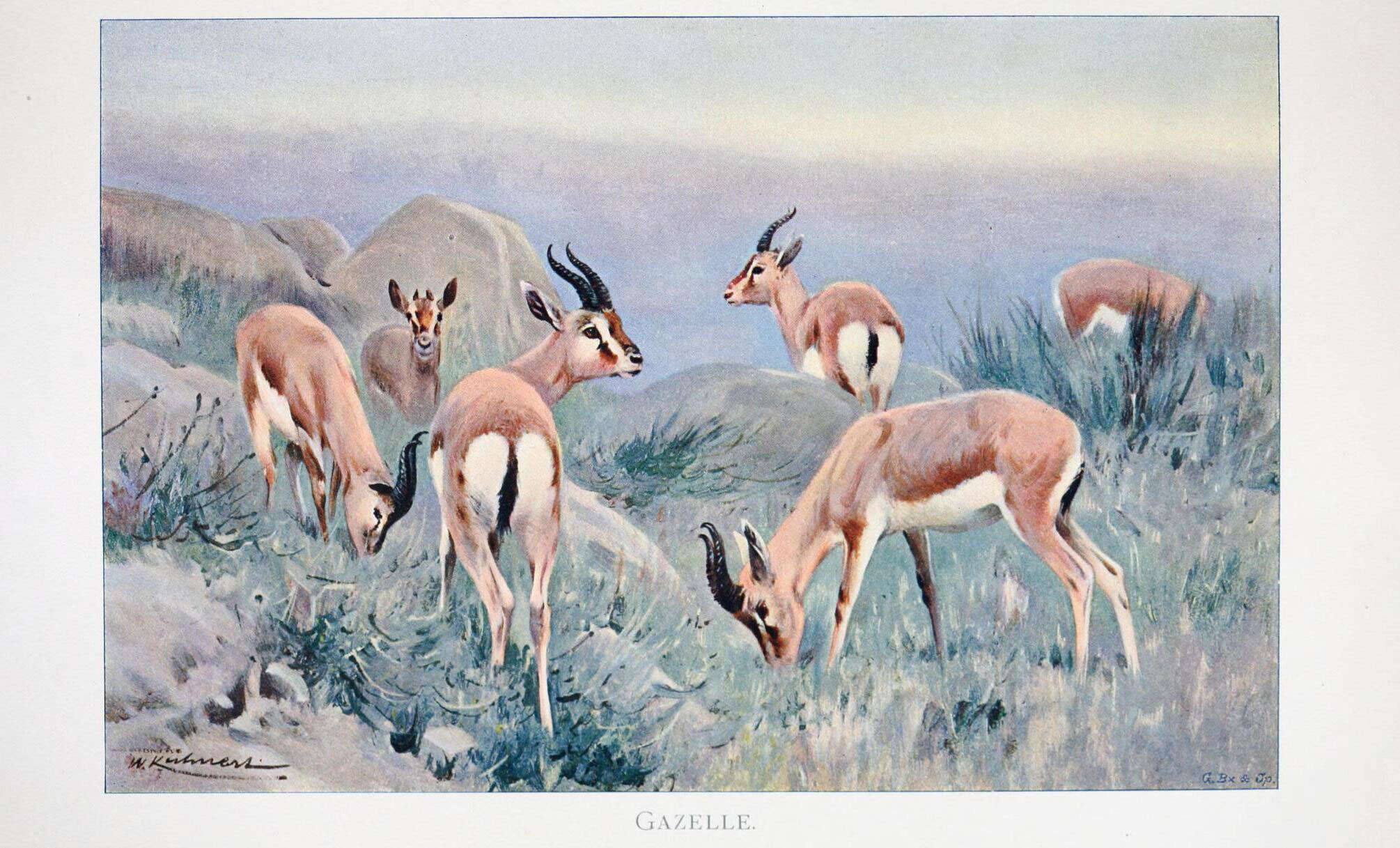 Image of Gazella Blainville 1816