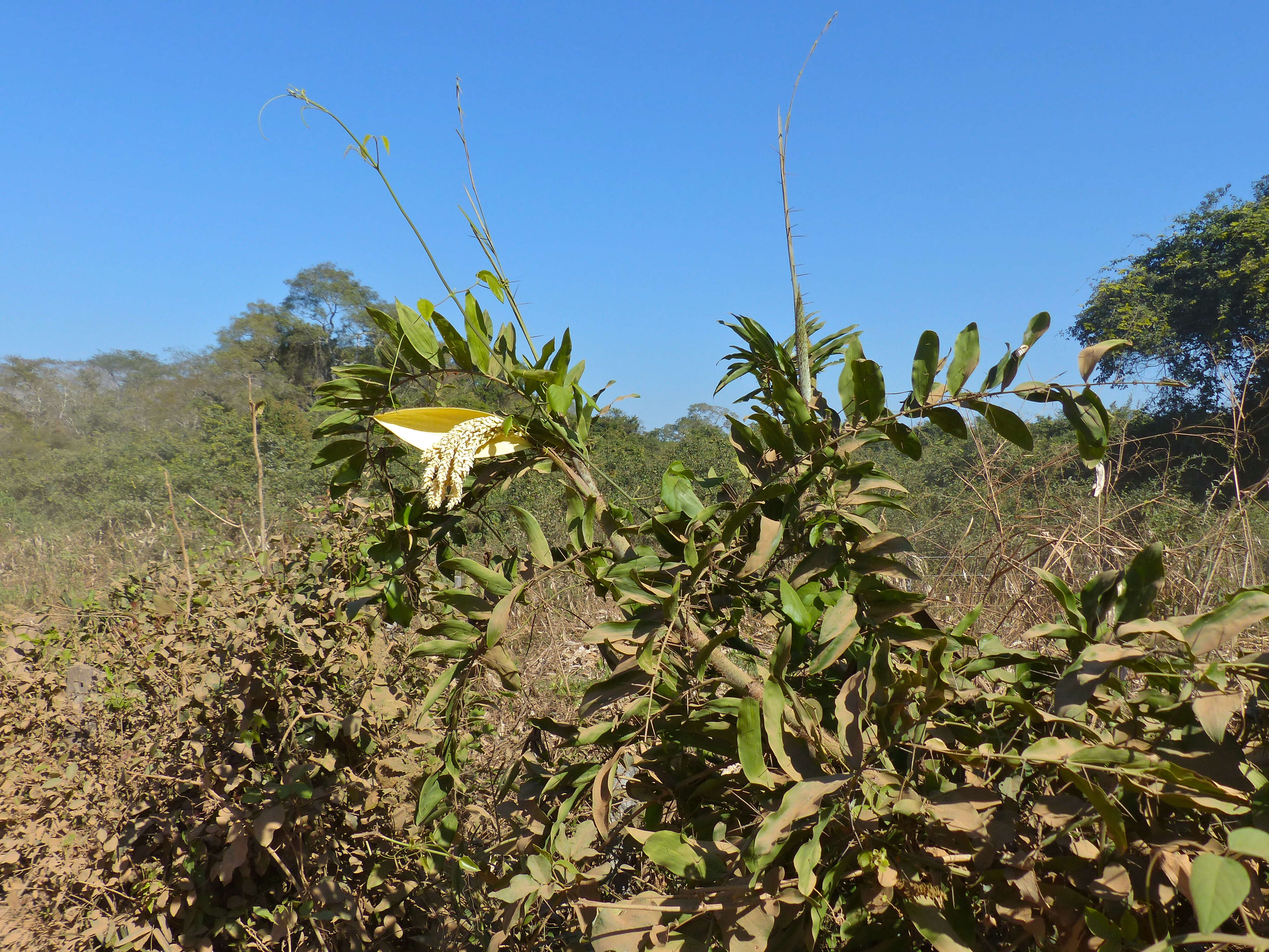 Image of Desmoncus orthacanthos Mart.