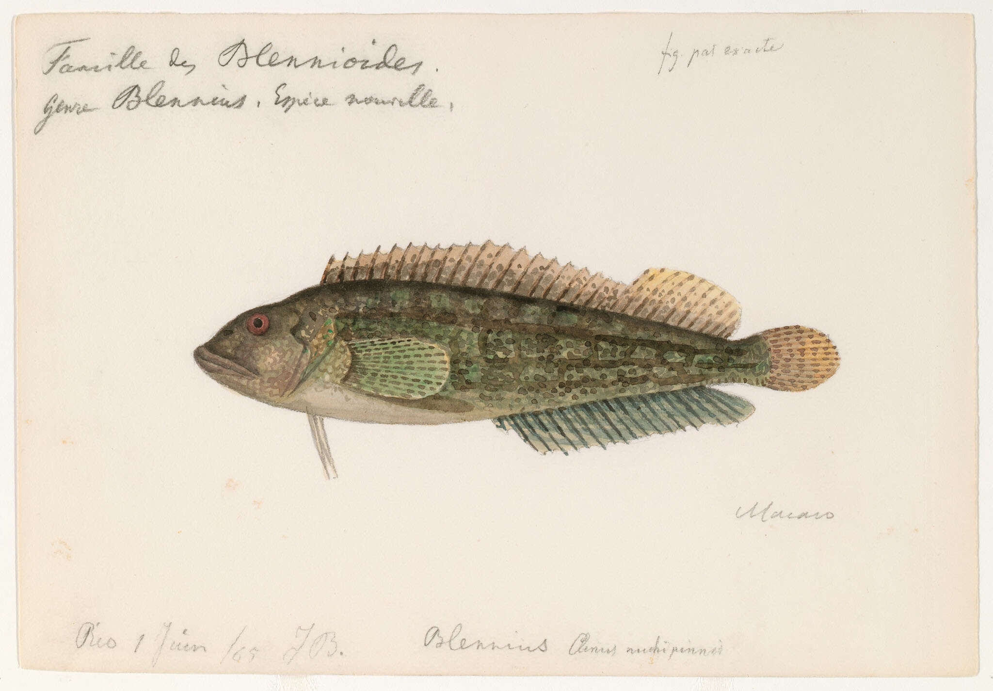 Image of blenny