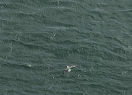 Image of Fulmar