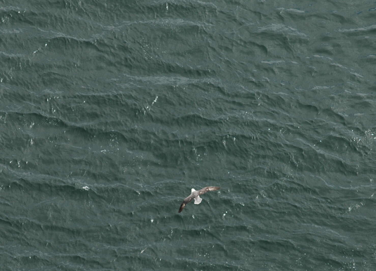 Image of Fulmar