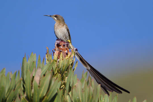 Image of Cape Sugarbird