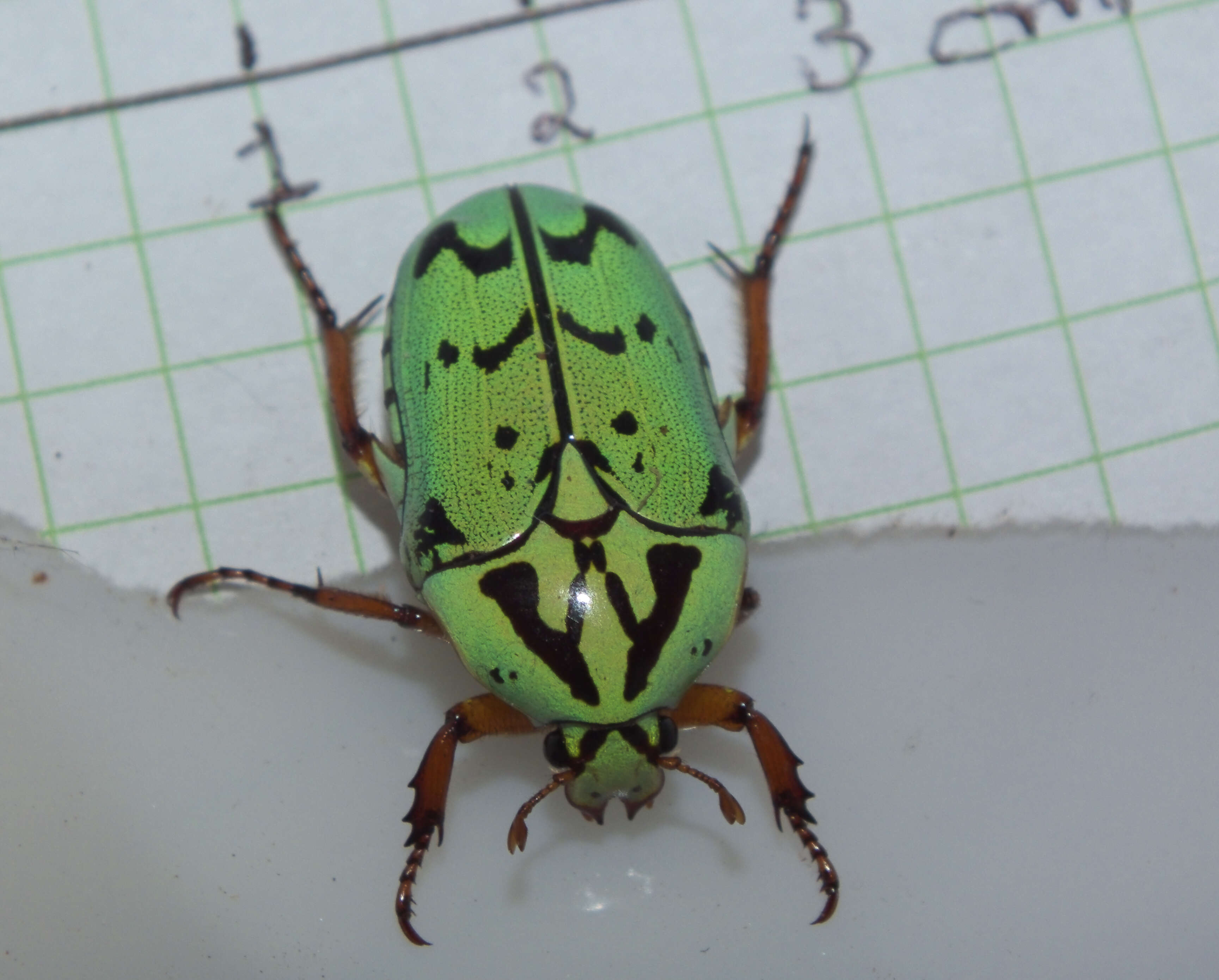 Image of flower chafers (beetles)