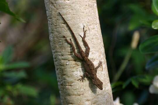 Image of Armoured Anole