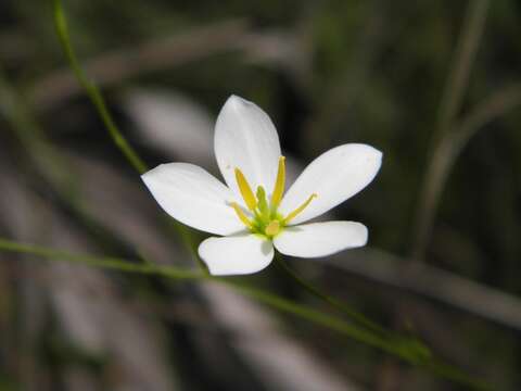 Image of shortleaf rose gentian