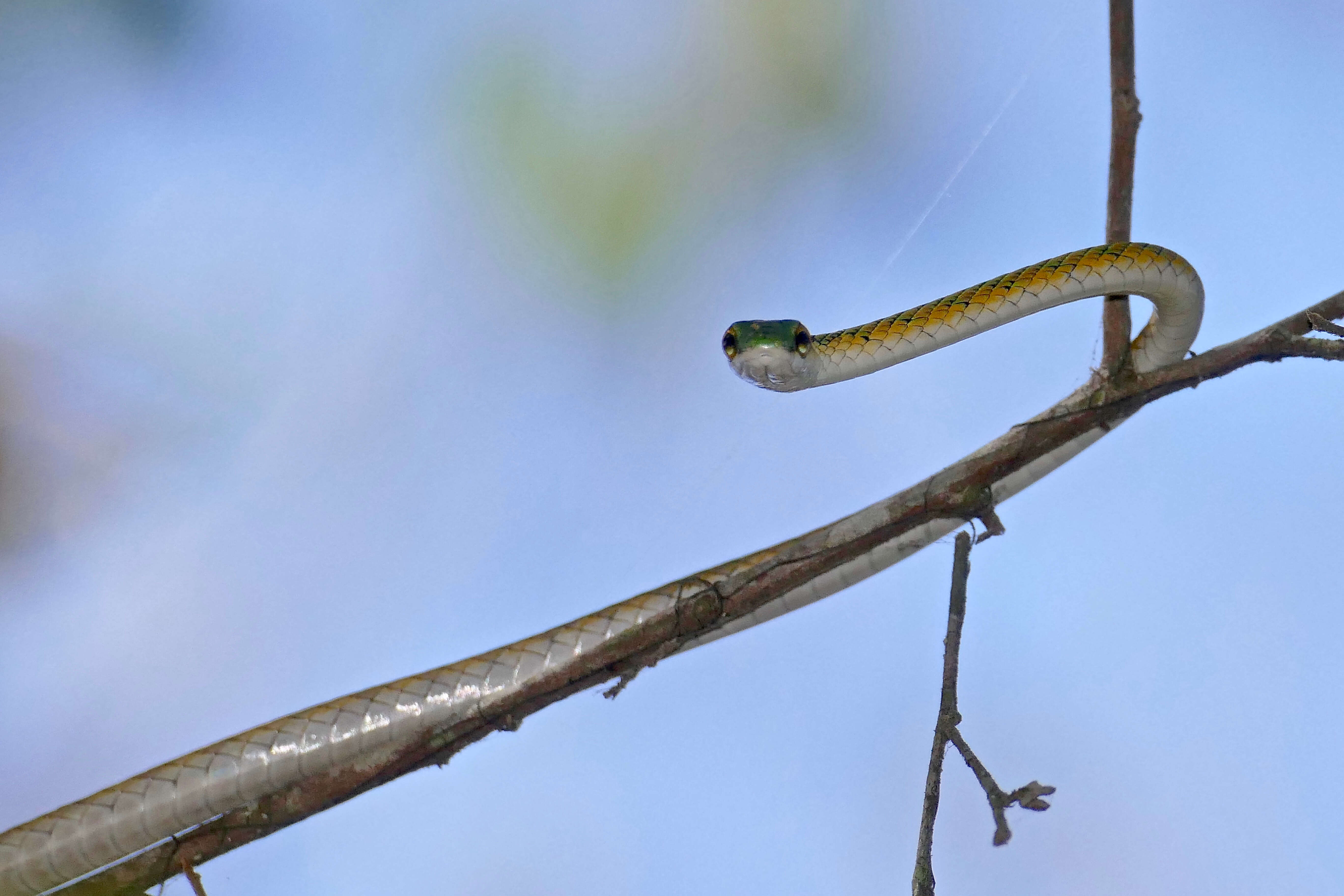 Image of Irregular Green Snake