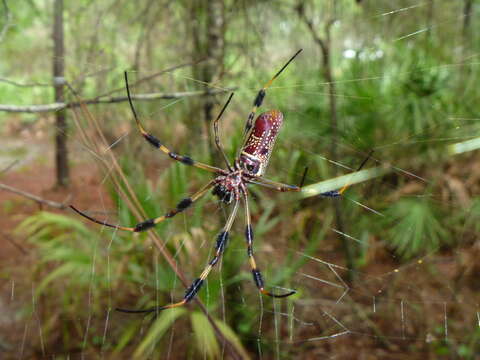 صورة Trichonephila clavipes (Linnaeus 1767)