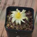 صورة Copiapoa humilis subsp. tenuissima (F. Ritter) D. R. Hunt