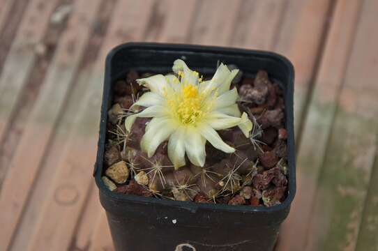 Image of Copiapoa humilis (Phil.) Hutchison