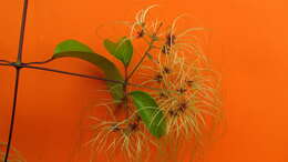 Image of Clematis brasiliana DC.