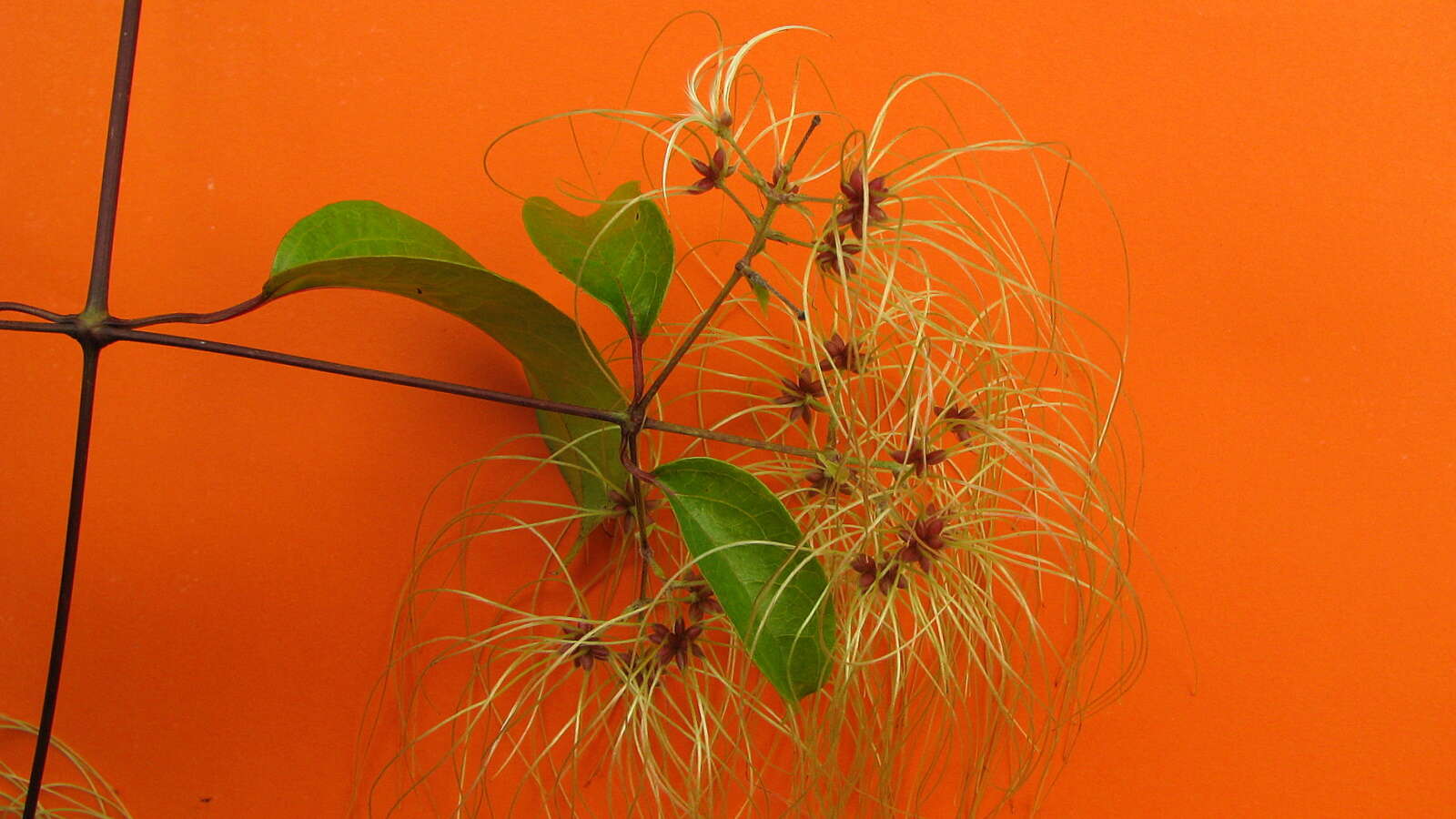 Image of Clematis brasiliana DC.