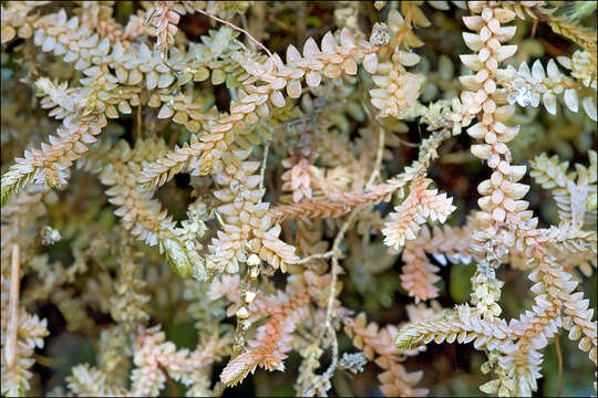 Image of Selaginella helvetica (L.) Spring