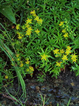 Image of Yellow (Mountain) Saxifrage