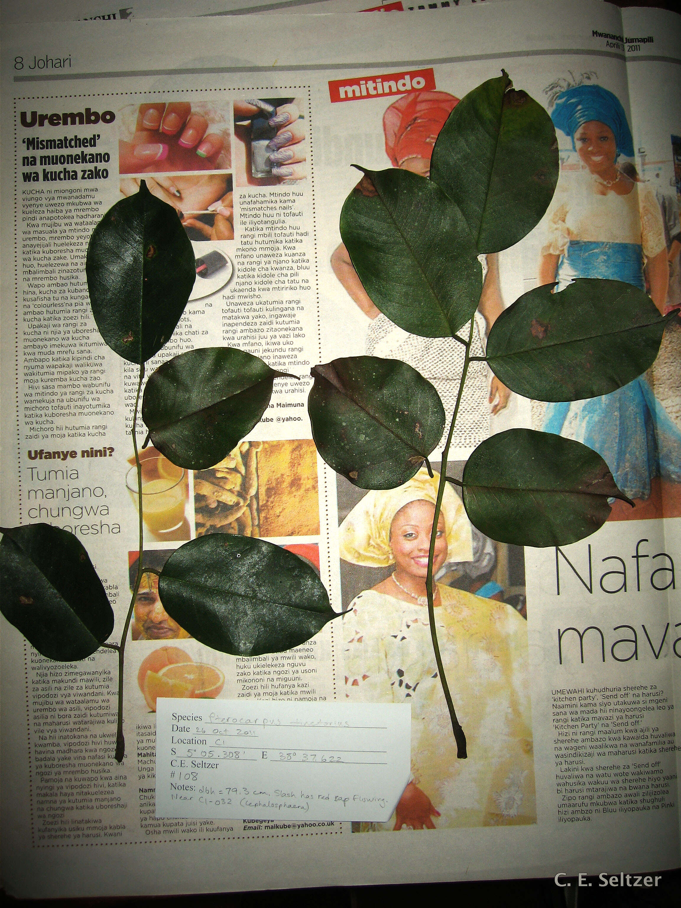 Image of pterocarpus