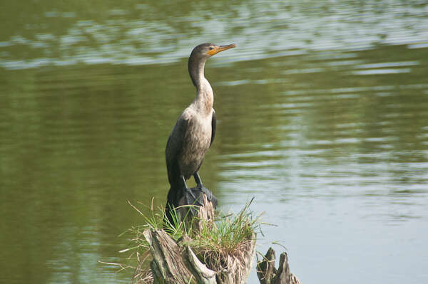 Image of neotropic cormorant