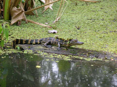 Image of American alligator