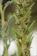 Image of False tamarisk
