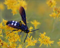 Image of scoliid wasps