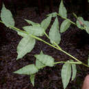 Image of Panicum sciurotoides Zuloaga & Morrone