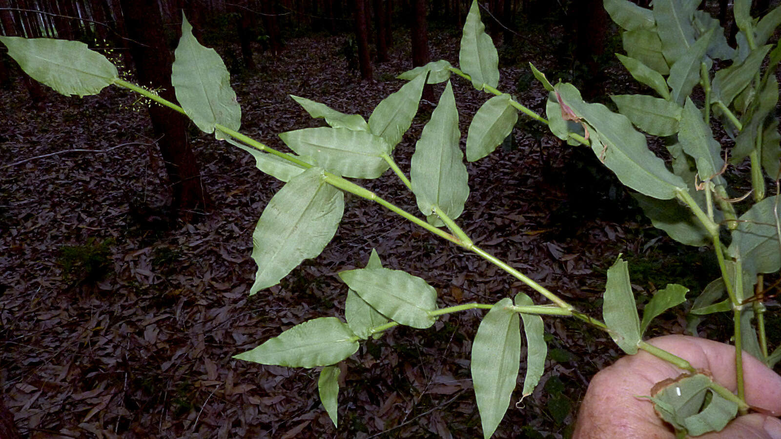 Image of Panicum sciurotoides Zuloaga & Morrone