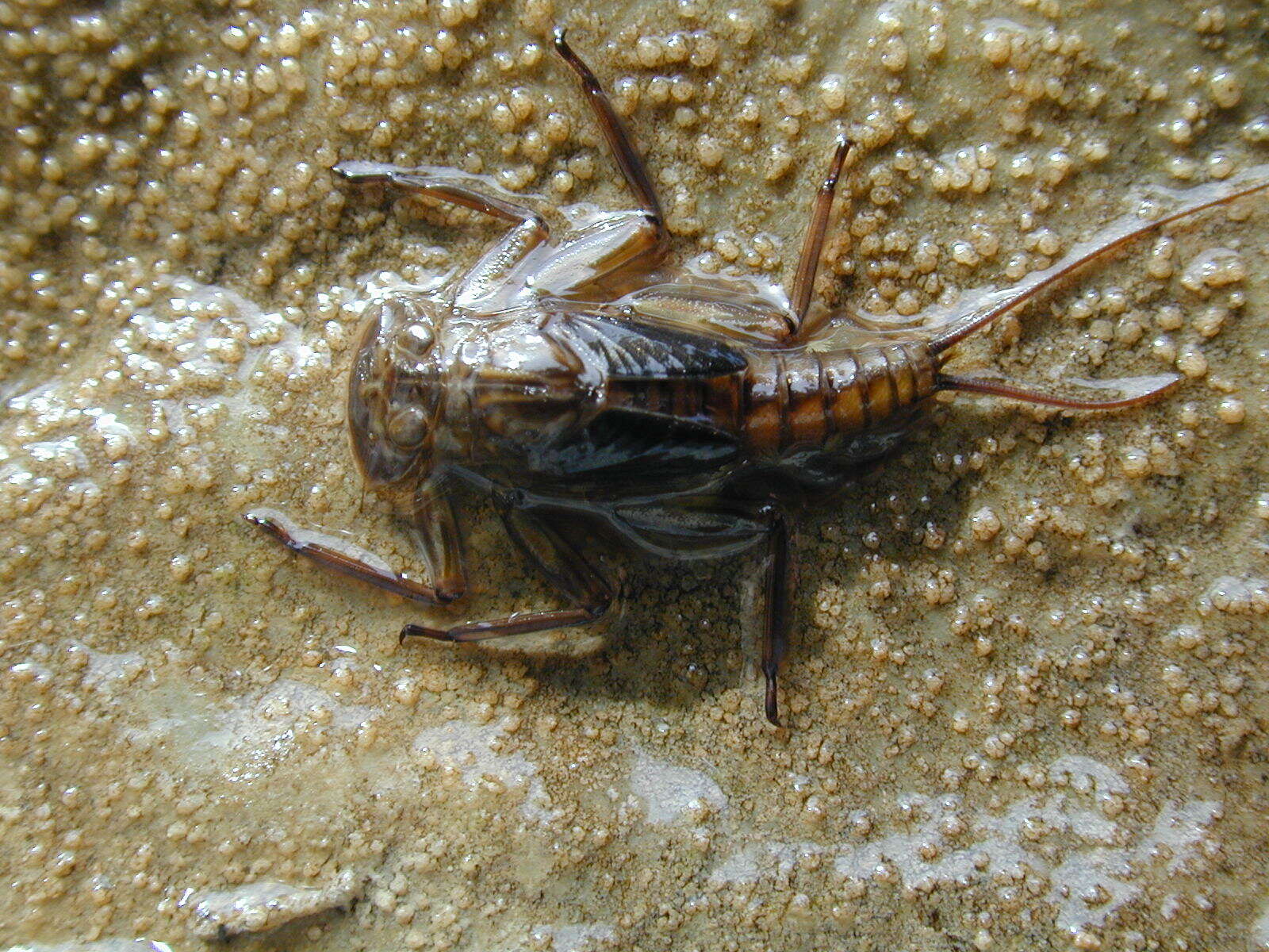 Image of flat-headed mayflies