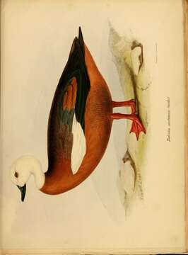 Image of Australian Shelduck