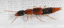 Image of rove beetles