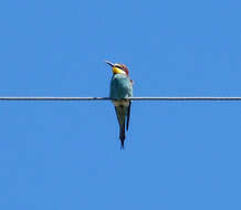 Image of bee-eater, european bee-eater