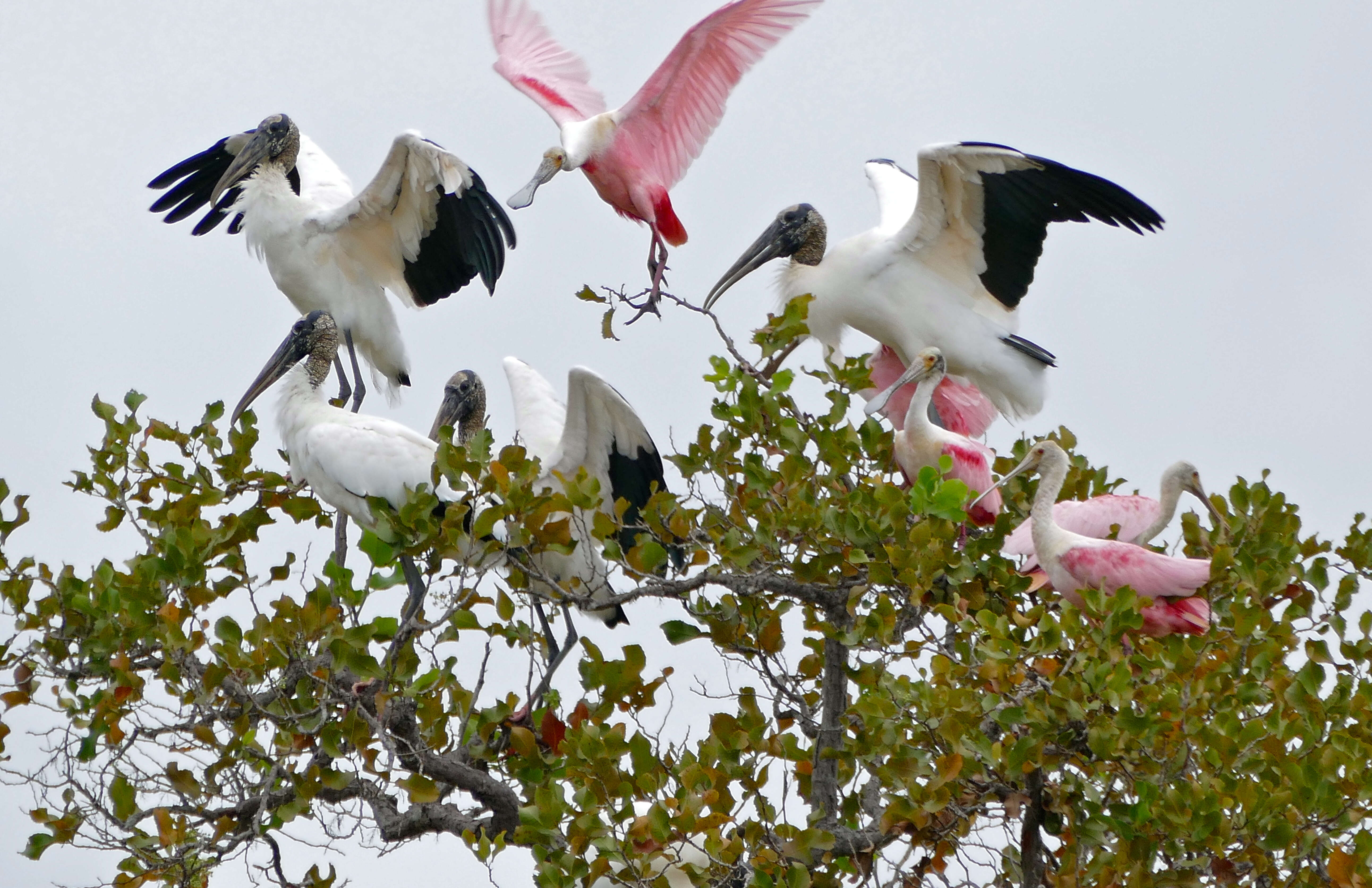 Image of Roseate Spoonbill