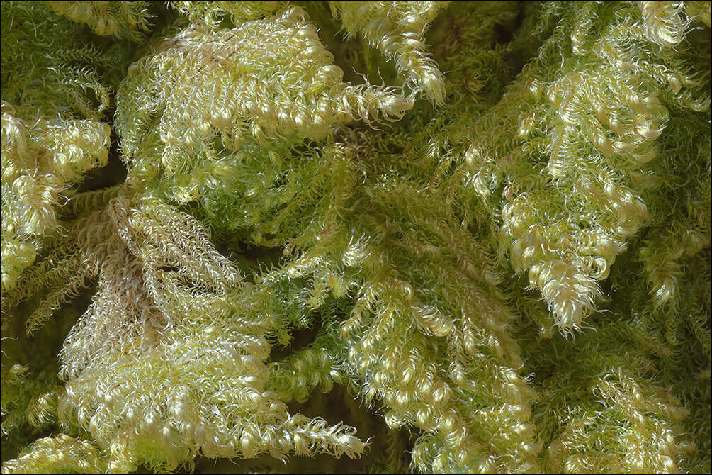 Image of ctenidium moss