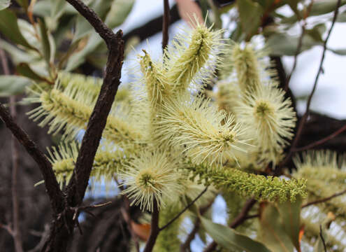 Image of Grevillea glauca Banks & Sol. ex Knight