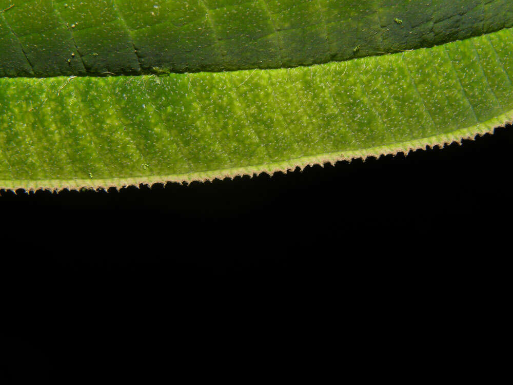 Image of Miconia paleacea Cogn.