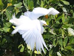 Image de Aigrette neigeuse