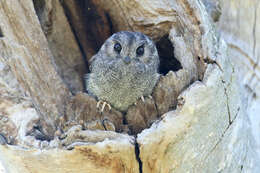 Image of owlet-nightjars