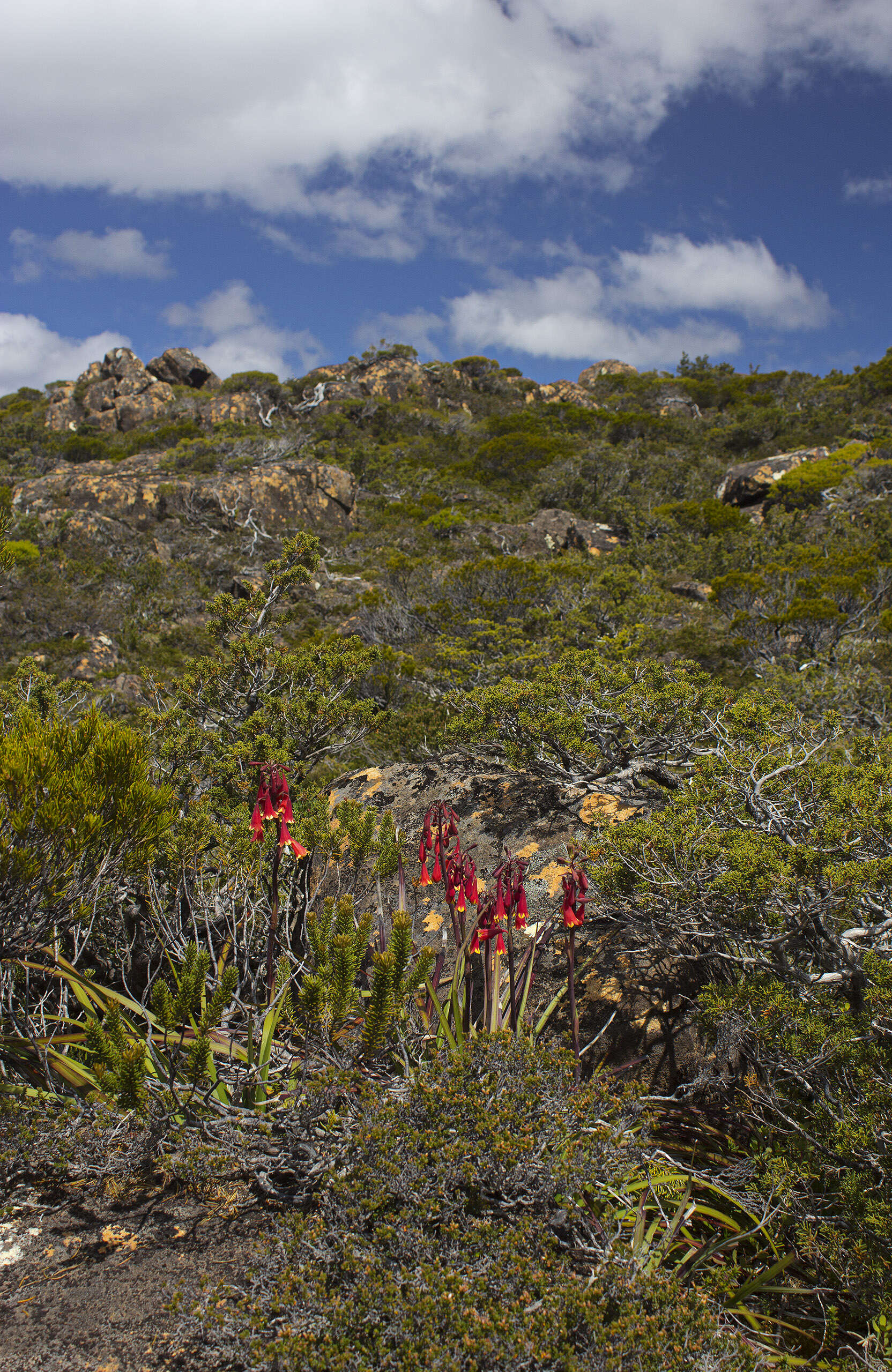 Image of Tasmanian Christmas Bell