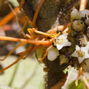 Imagem de Cuscuta jalapensis Schltdl.